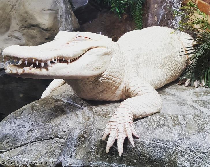 крокодил альбинос 