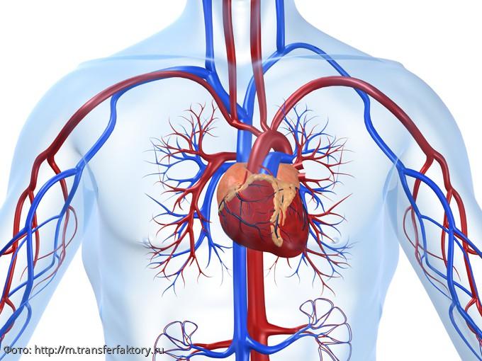 Организм Человек