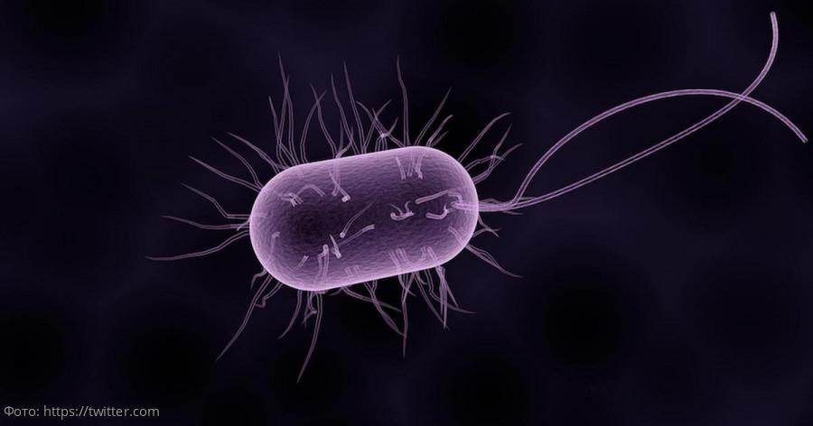 загадочная бактерия