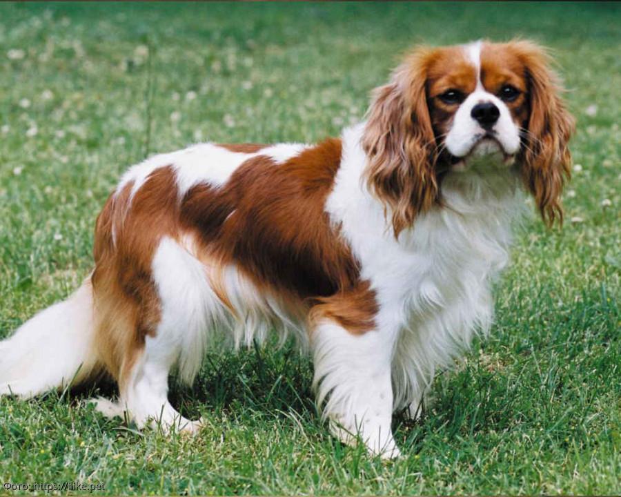 Кавалер-кинг-чарльз-спаниель Животное