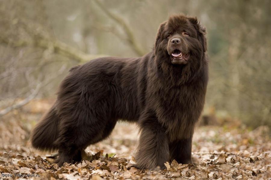 Ньюфаундленд Любимец