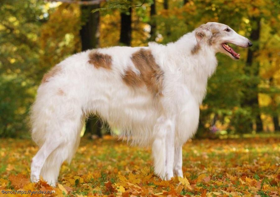 Борзая Охотник