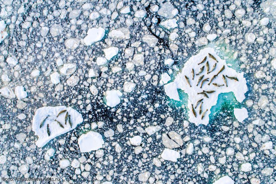 антарктида