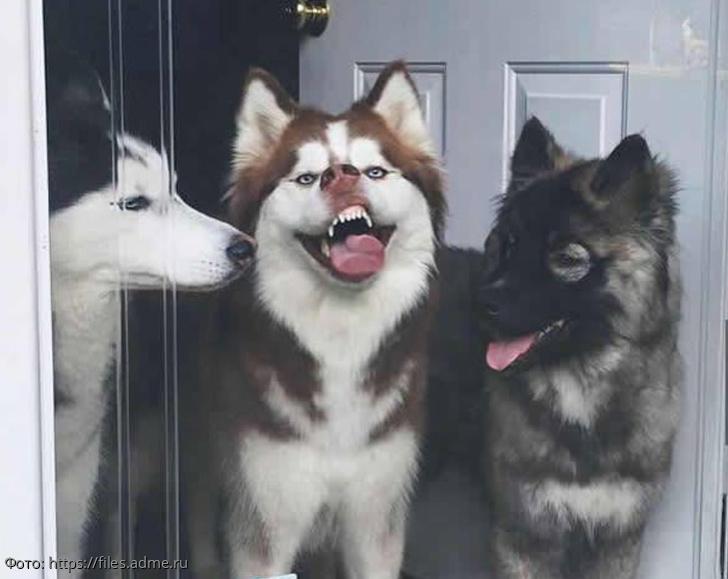 самые смешные фотографии 