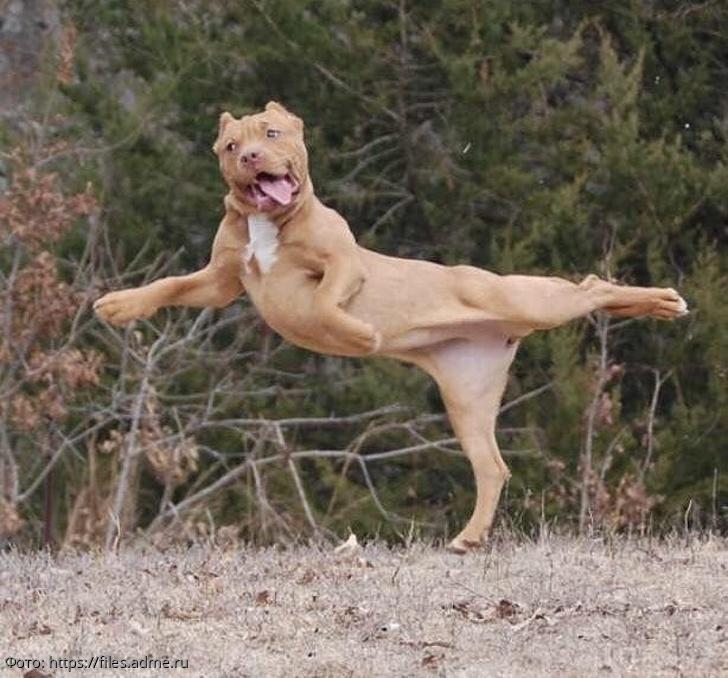 собака балерина 