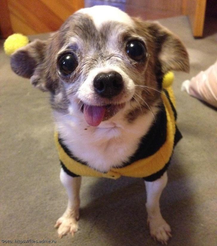 смешное про собак 