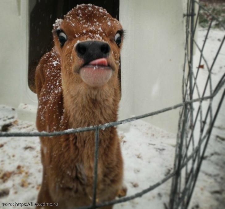 забавные и смешные подборки фотографий 