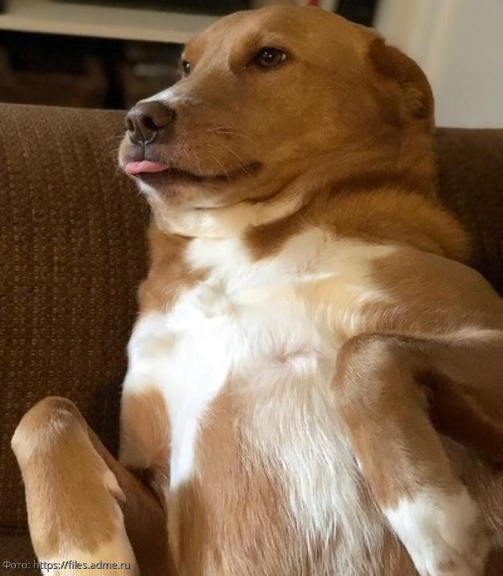 забавные фотографии животных 