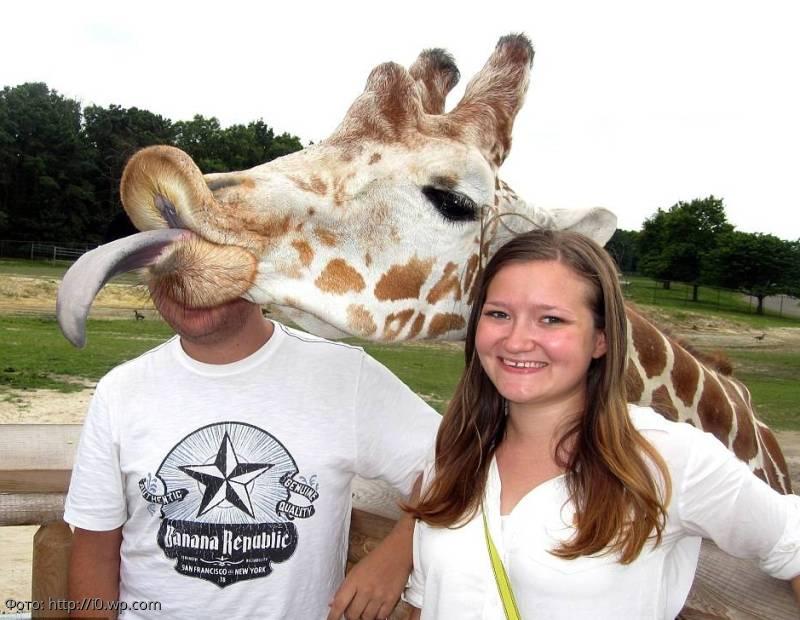 смешной жираф