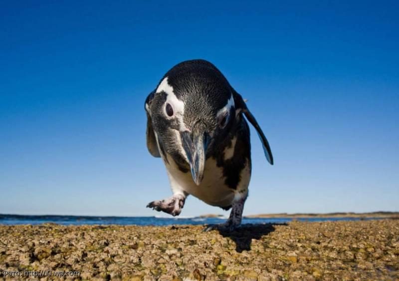смешной пингвин