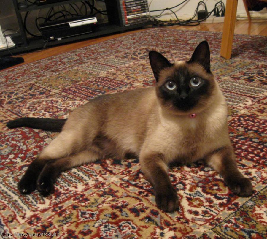 кот дом переезд кошка квартира новоселье