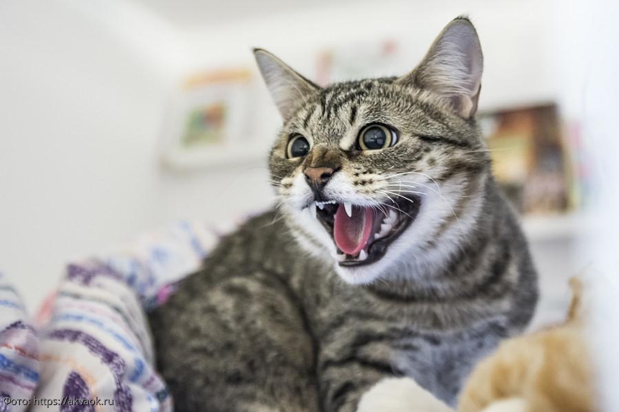 кот гости бросок кошка встреча дом