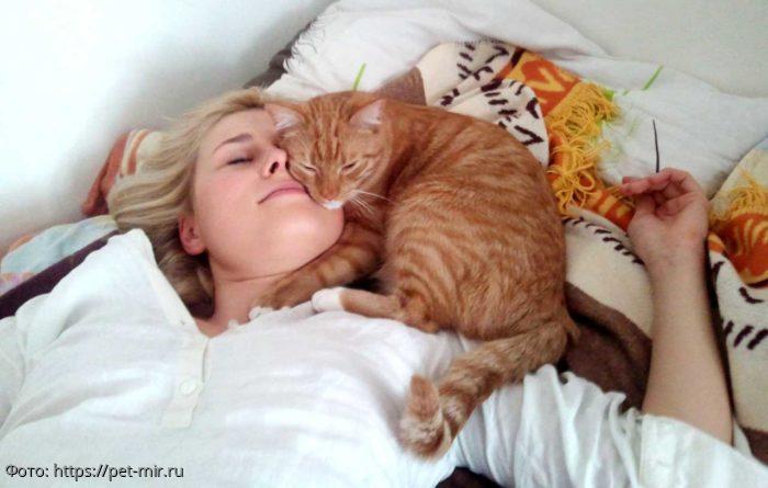 кот хозяин сон кошка хозяйка болезнь