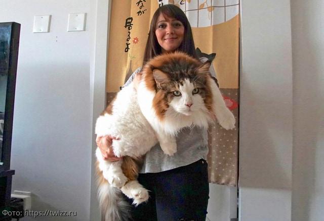 самый большой кот фото 