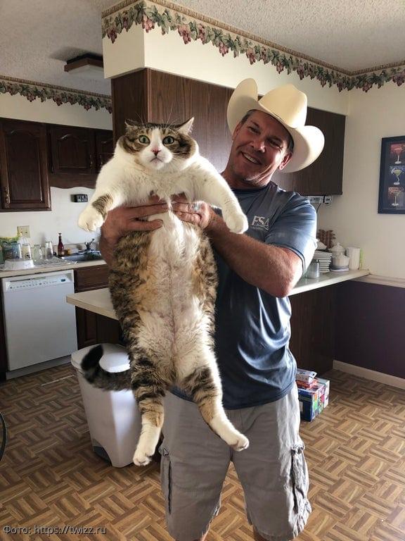 огромный толстый кот 