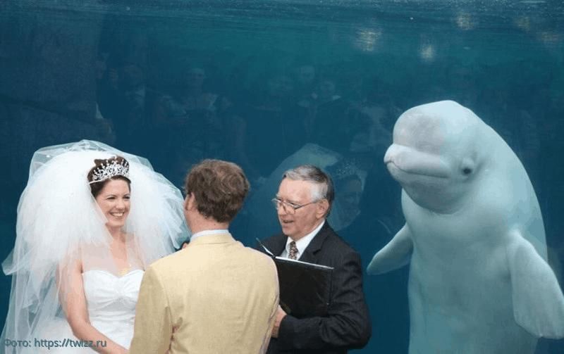 свадьба фото