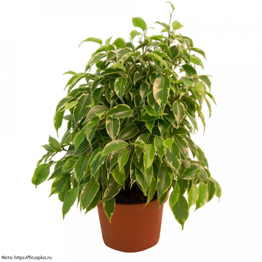 Фикус