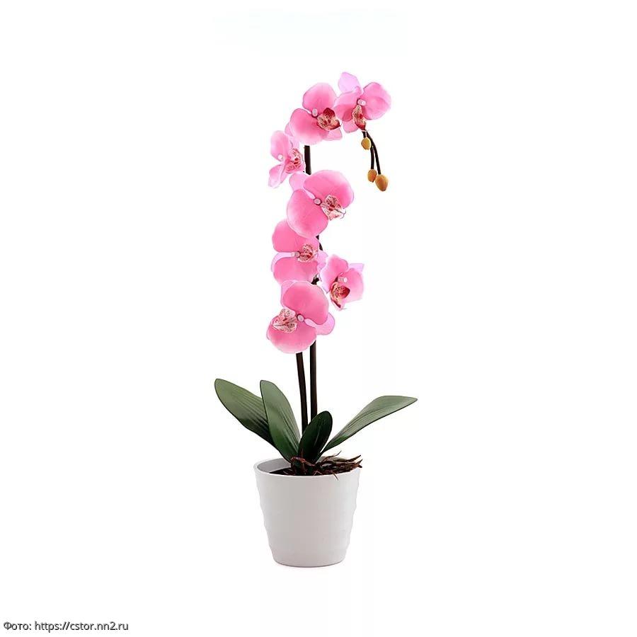 Орхидея