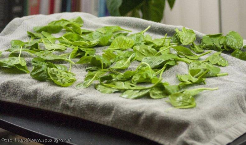 зелень на подоконнике 