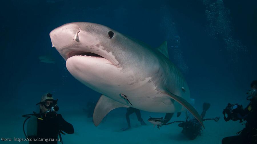 белая акула фото 