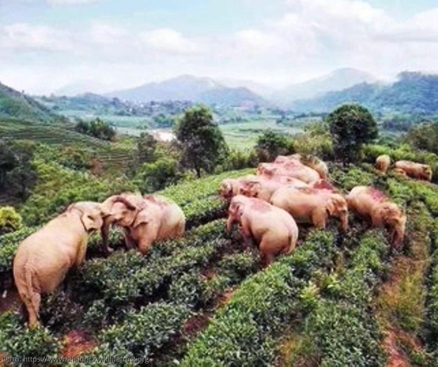 Слоны группа деревня