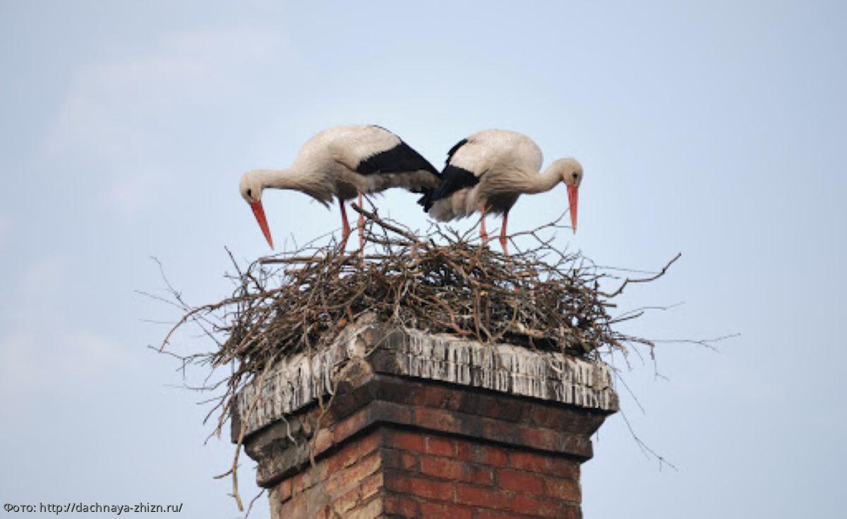 гнездо аиста экосистема