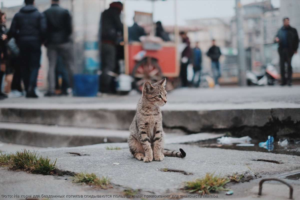 Бездомные коты
