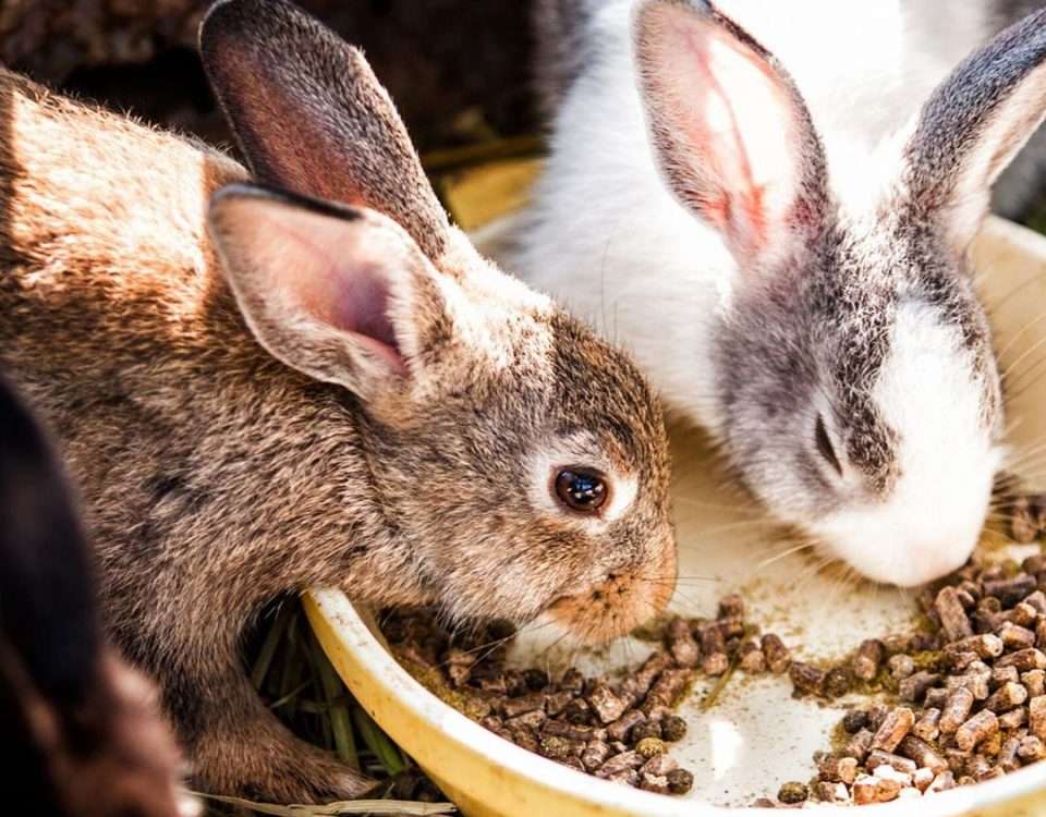 Рейтинг ТОП-10 популярных кормов для домашних кроликов 