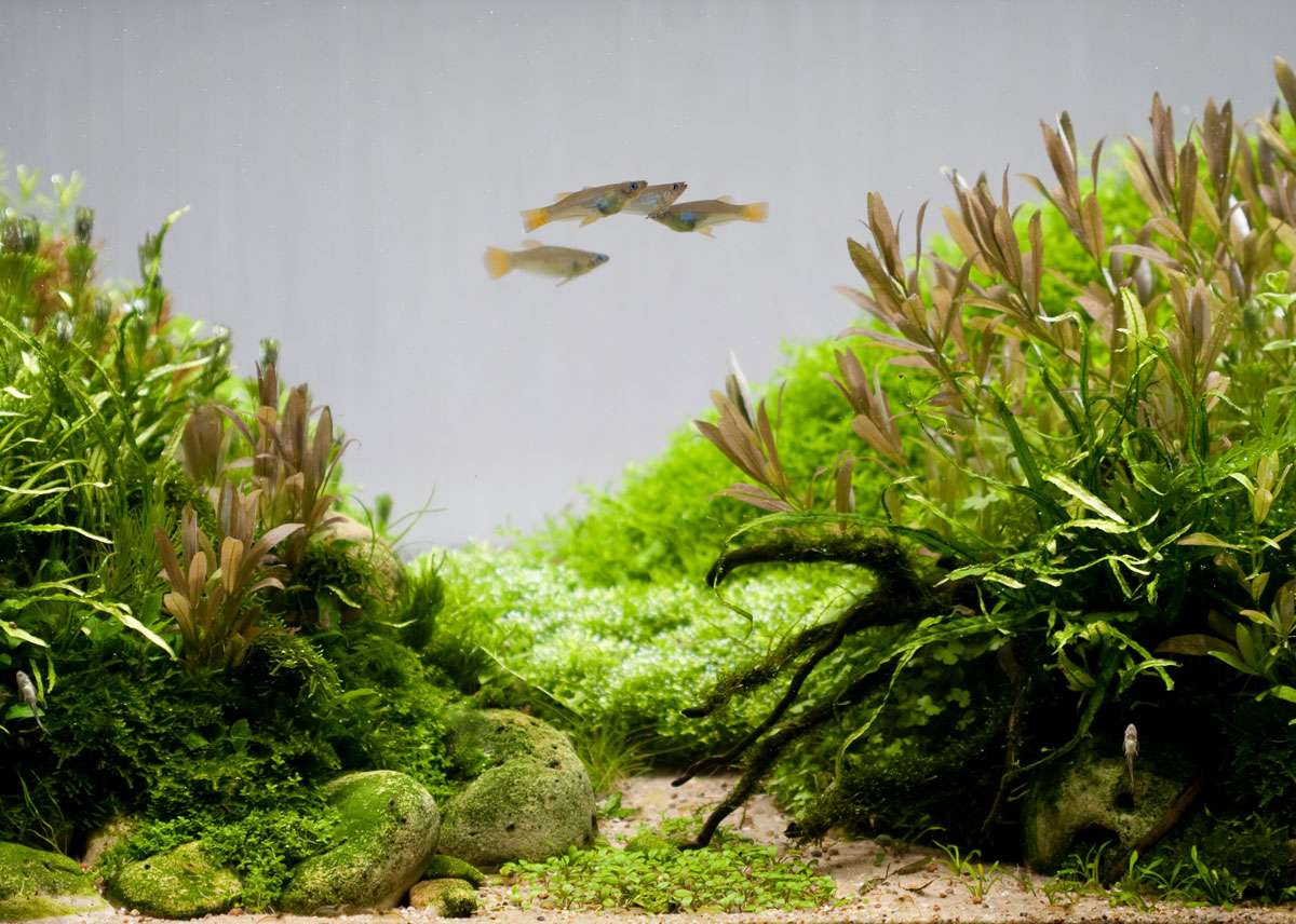 Топ 15 аквариумных растений