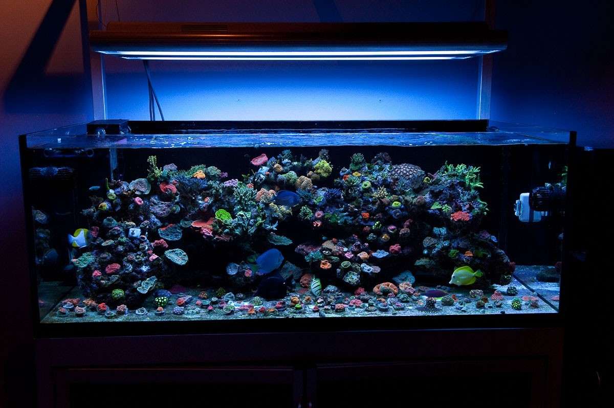 Обзор лучших предложений фильтров для аквариумов: ТОП-10