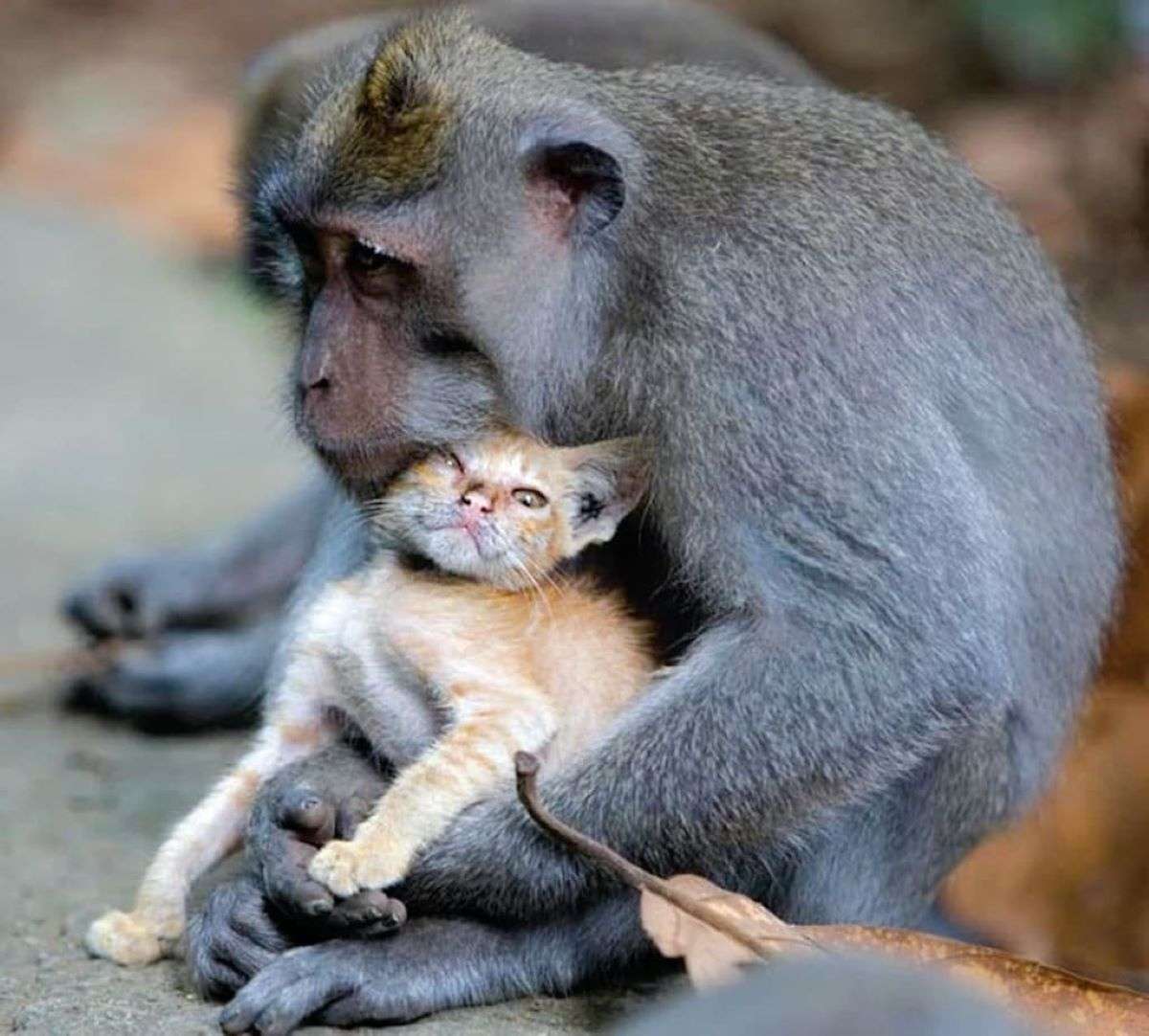 Animals posting. Обезьяны обнимаются. Объятия животных. Детеныши животных. Детеныш обезьяны.
