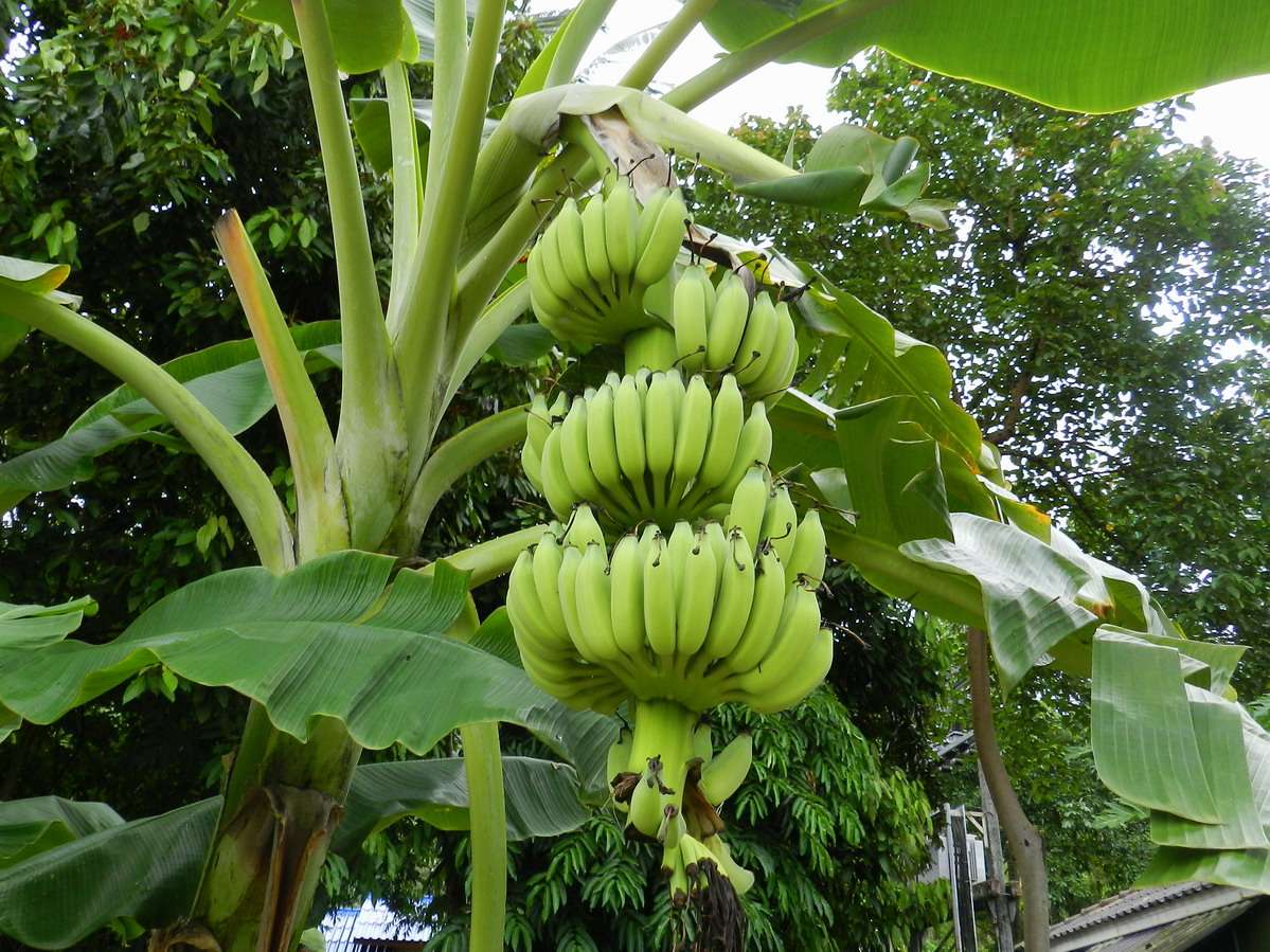 Бананы растут в россии. Бананы на Пальме. Растение банановое дерево. Бабан Пальма. Банановая Пальма куст.