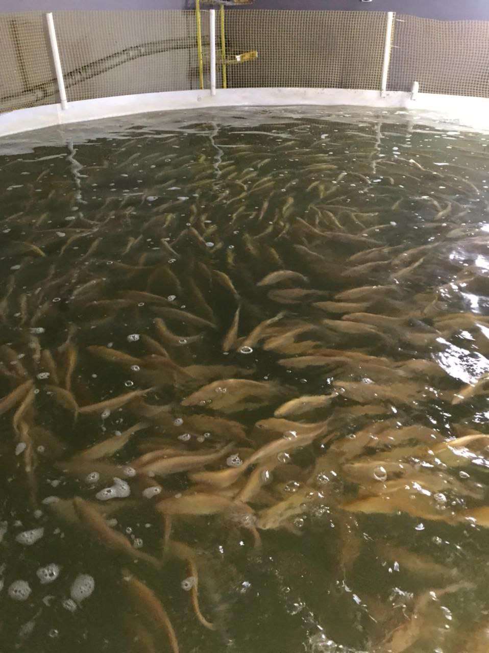 разведение рыбы