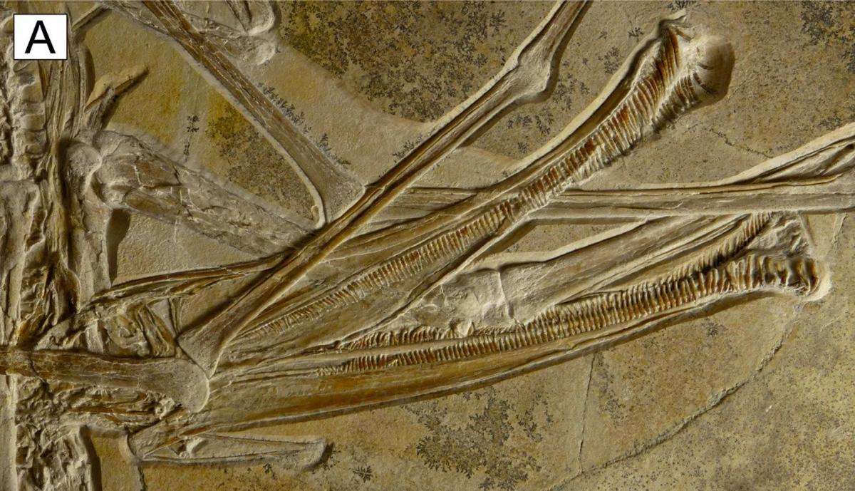 ископаемый птерозавр