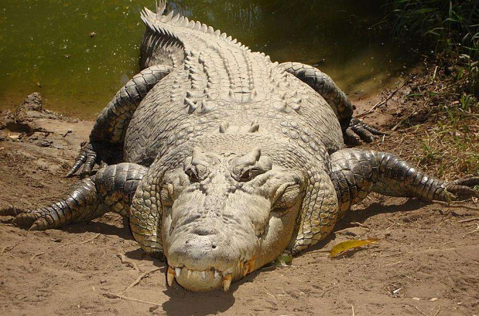 морской крокодил