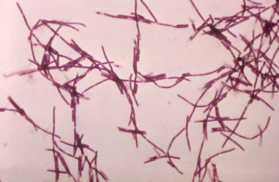 опасный патоген