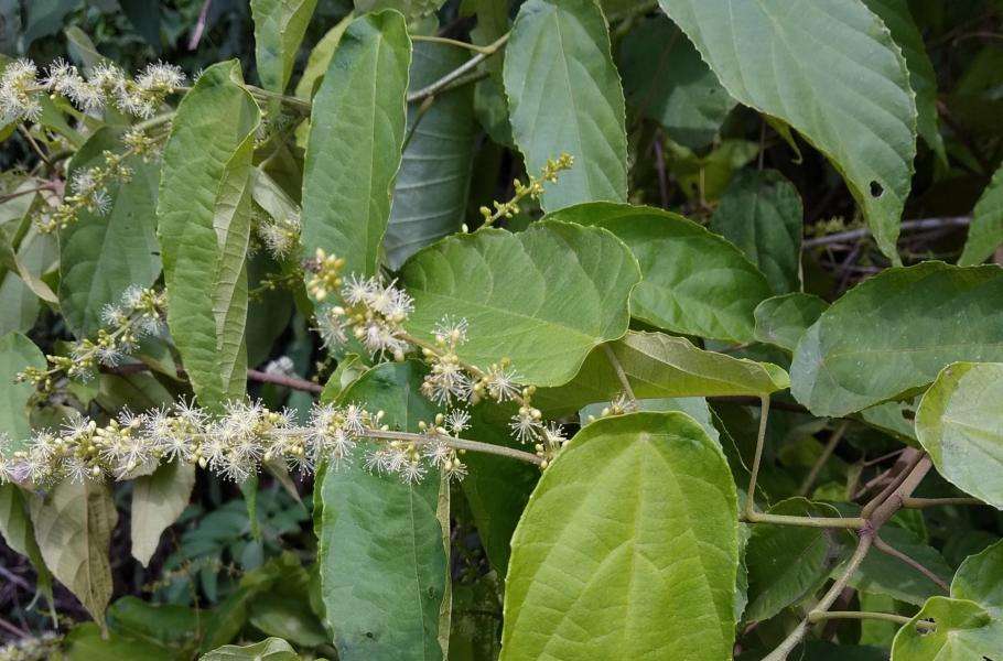 азиатская осока