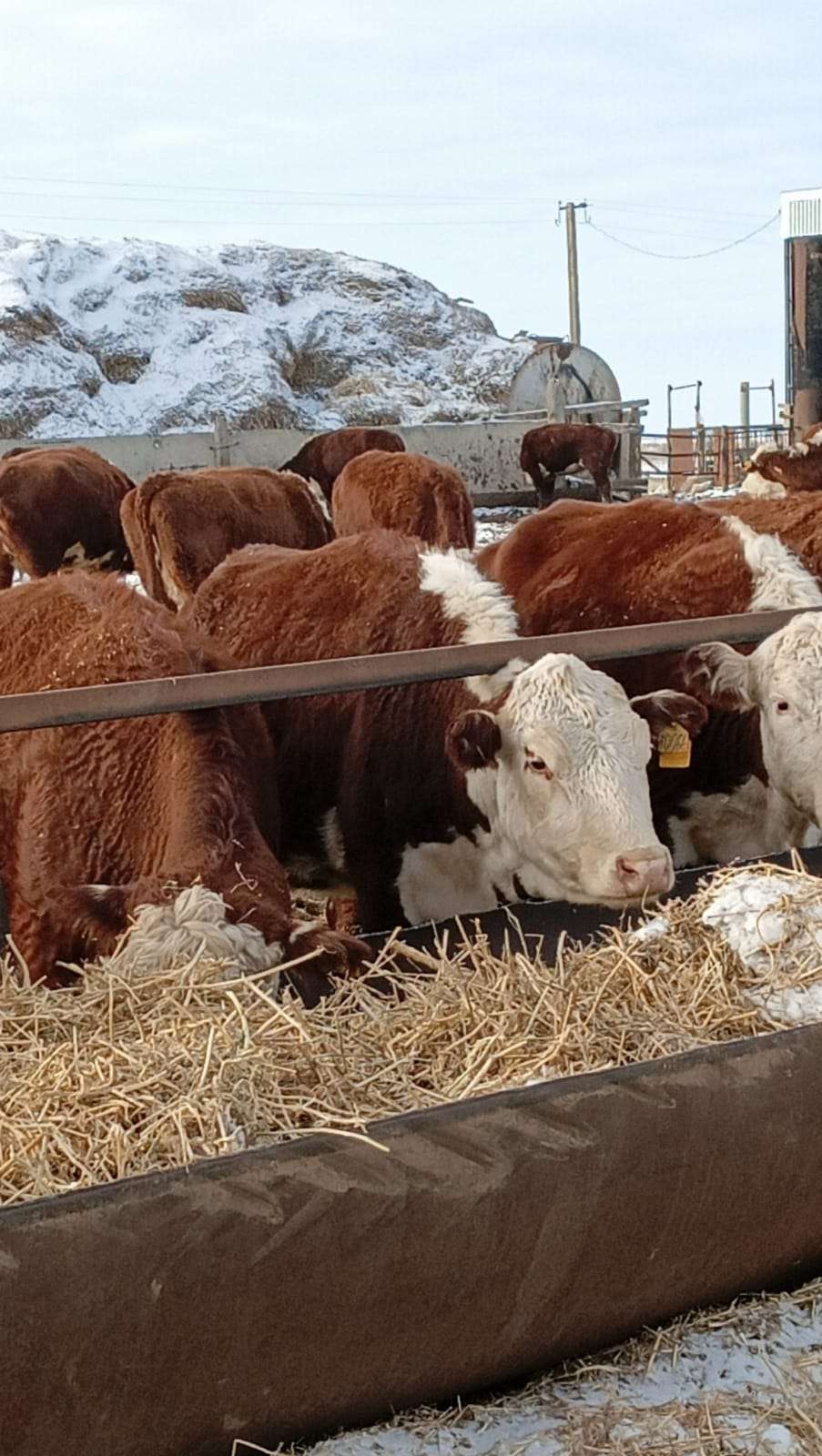 минсельхоз ск 