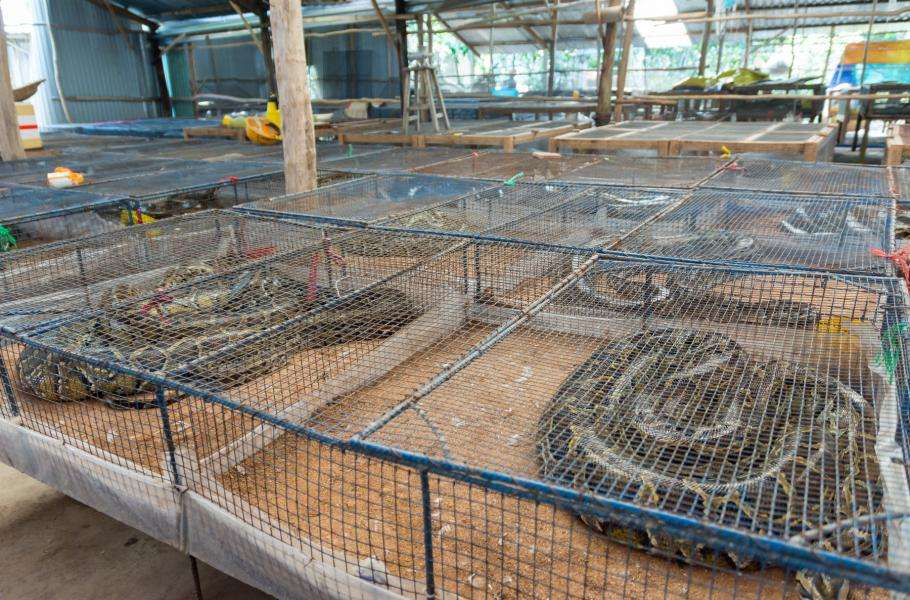 змеиная ферма